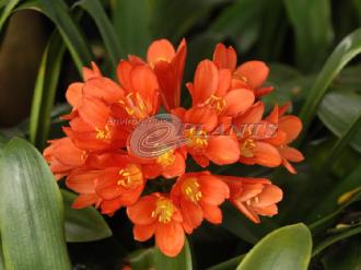 Clivia Belgian Hybrid