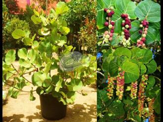 Coccoloba Sea Grape