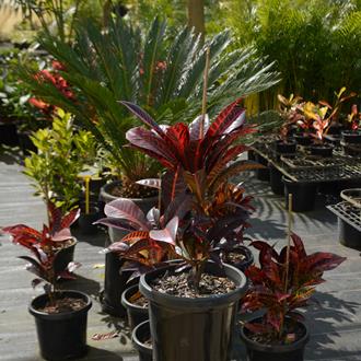 Codiaeum Variegatum Croton Assorted