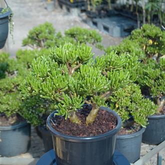 Crassula Ovata Gollum