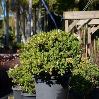 Crassula Ovata Chinese Jade Tree