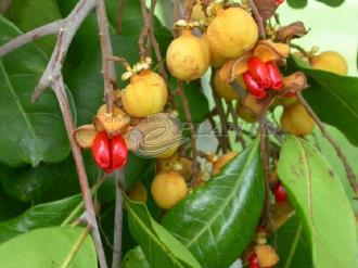 Cupaniopsis Anacardoides Tuckaroo