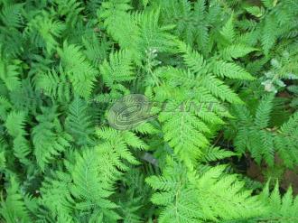 Cyathea Cooperi Tree Fern
