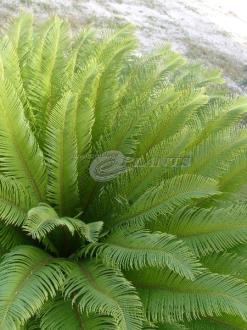 Cycad Revoluta