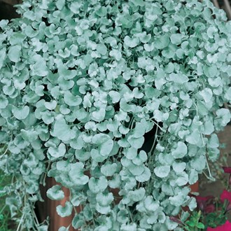 Dichondra Emerald Falls