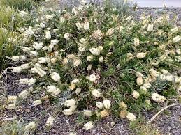 Callistemon White Anzac