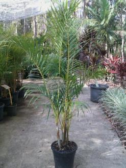Dypsis Lutescens Golden Cane Palm