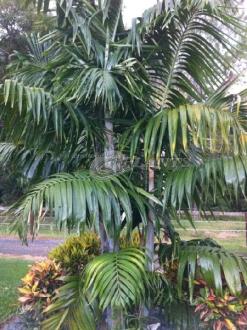 Dypsis Pemba Palm