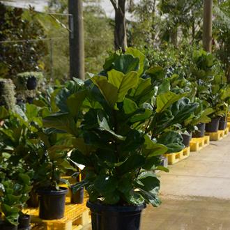 Ficus Lyrata Fiddle Leaf Fig