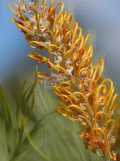 Grevillea Honey Gem