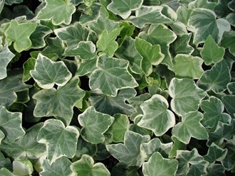 Persian Ivy variegated