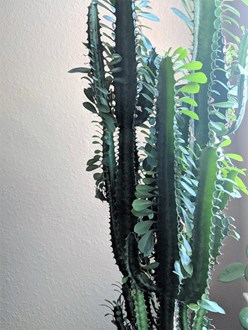 Euphorbia Cowboy Cactus