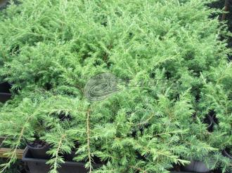 Coastal Juniper Juniperus Conferta