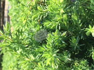 Coastal Juniper Taxifolia