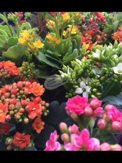 Kalanchoe Blossfeldiana