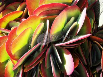 Echeveria succulent assorted species 