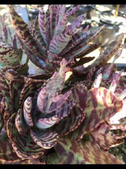 Kalanchoe Humulis