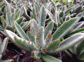 Kalanchoe Chocolate Soldier