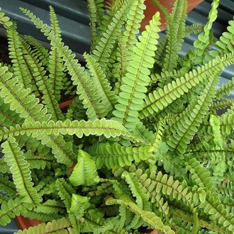 Pellaea Rotundifolia Button Fern