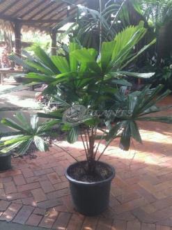 Licuala Ramsayi Australian Fan Palm