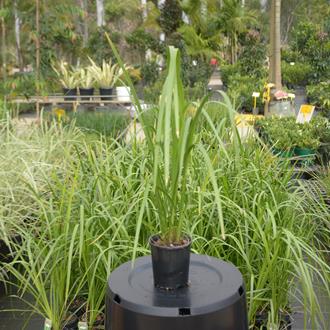 Lomandra Hystrix Mat Rush
