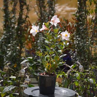 Mandevilla White 