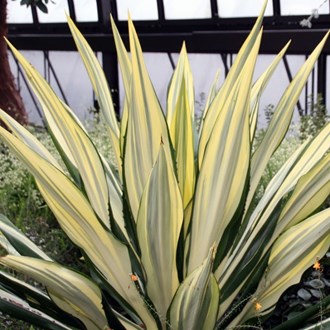 Furcraea Mauritius Hemp
