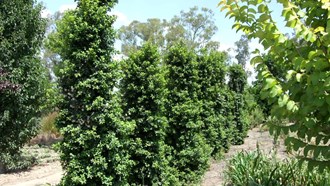 Syzygium Pinnacle  tm