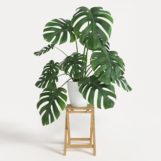 Monstera deliciosa 