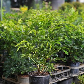 Murraya Paniculata Mock Orange