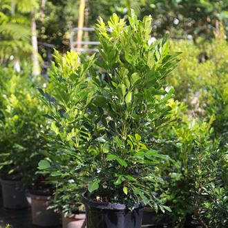 Radermachera Summer Scent