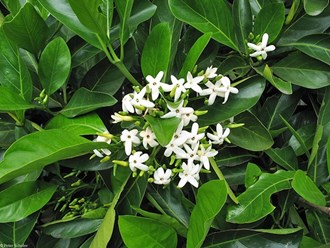 Randia Native Gardenia
