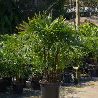 Rhapis Excelsa Lady Palm