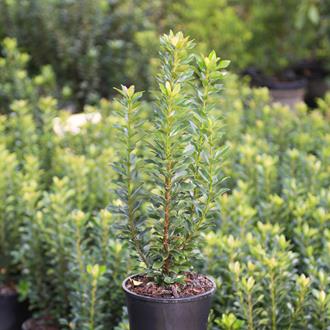 Rhaphiolepis Indica Snow Maiden