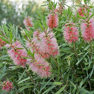Callistemon Pink Champagne