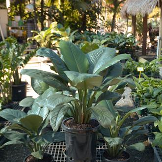 Spathiphyllum Sensation Giant Peace Lily