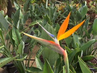 Strelitzia Reginae Bird Of Paradise