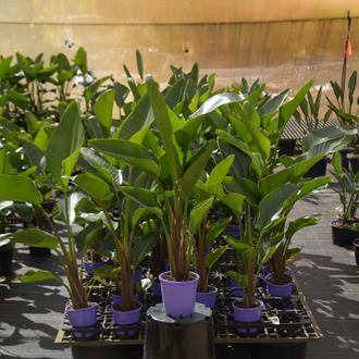 Strelitzia Nicolai Giant Bird Of Paradise