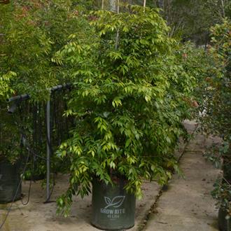 Syzygium Cascade Lilly Pilly