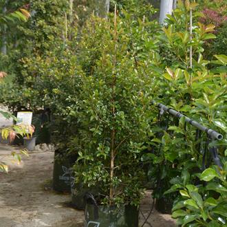 Syzygium Glasshouse Select lilly pilly