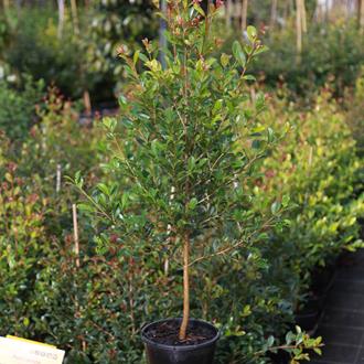 Syzygium Resilience Lilly Pilly