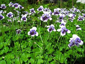 Viola Hederacea Native Violet