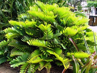 Zamia Furfuracea Cardboard Cycad